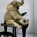 Elephant In My Room
