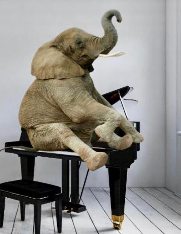 Elephant In My Appartamento